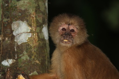 Cebus cuscinus