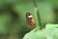 Heliconius xanthocles