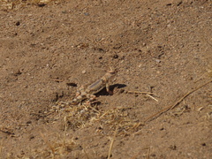 Phrynocephalus scutellatus