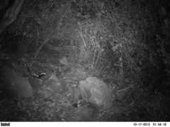 Spilogale angustifrons