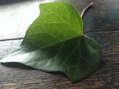 Hedera helix