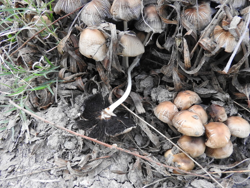 mica cap (Coprinellus micaceus)