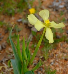 Moraea schlechteri