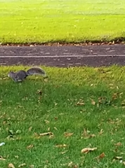 Sciurus carolinensis