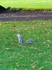 Sciurus carolinensis
