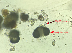 Chytridiomycota