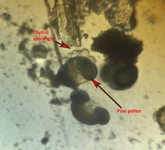 Chytridiomycota