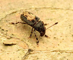 Piesocorynus plagifer