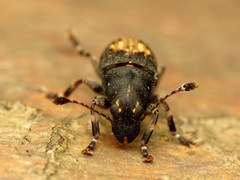 Piesocorynus plagifer