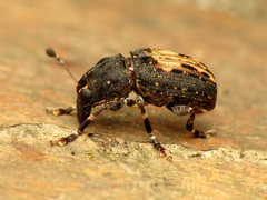 Piesocorynus plagifer