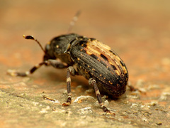 Piesocorynus plagifer