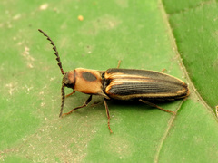 Megapenthes limbalis