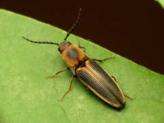 Megapenthes limbalis