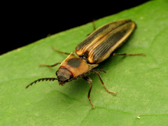 Megapenthes limbalis