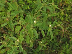 Croton glandulosus septentrionalis