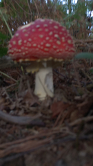 Amanita muscaria