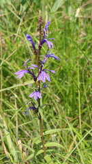 Lobelia sessilifolia