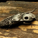 Eastern Eyed Click Beetle - Photo (c) Katja Schulz, some rights reserved (CC BY)