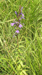 Lobelia sessilifolia