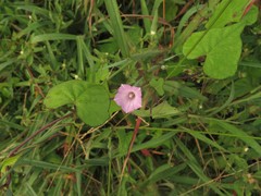 Ipomoea × leucantha