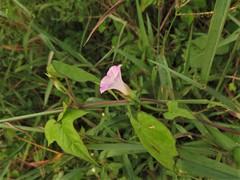 Ipomoea × leucantha