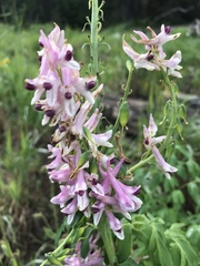 Corydalis caseana