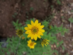 Verbesina hypomalaca