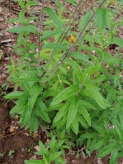 Verbesina hypomalaca