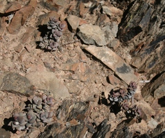 Anacampseros telephiastrum