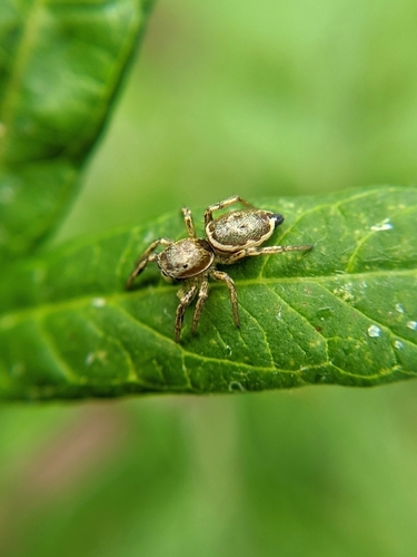Heliophanus patagiatus