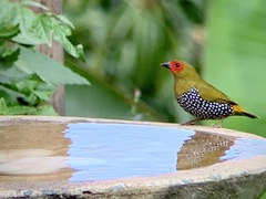 Mandingoa nitidula nitidula