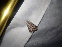 Homophoberia apicosa