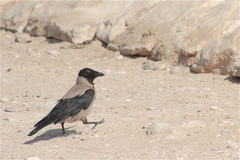 Corvus cornix
