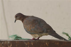 Streptopelia senegalensis