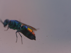 Chrysis fulgida