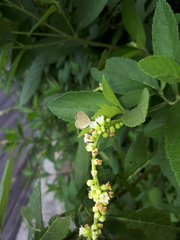 Zizula hylax pygmaea