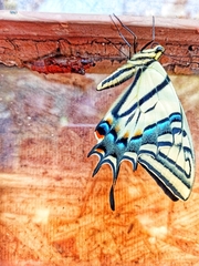 Papilio multicaudata multicaudata