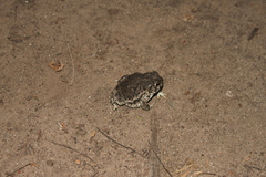 Incilius occidentalis