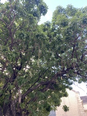 Kigelia africana