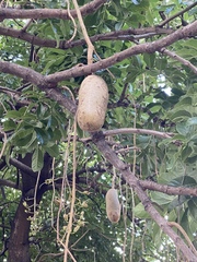 Kigelia africana