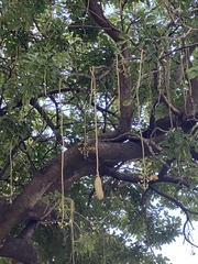 Kigelia africana