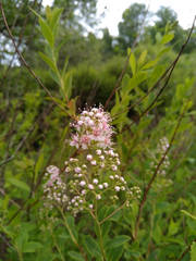Spiraea