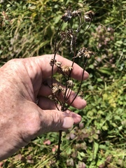 Packera schweinitziana