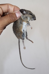 Peromyscus boylii