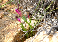 Romulea kamisensis