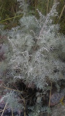 Artemisia maritima