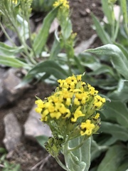Senecio atratus