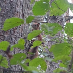 Sciurus vulgaris