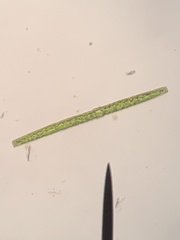 Pleurotaenium archeri