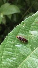 Euphyllodromia angustata